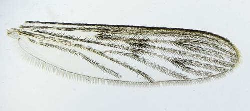 Anopheles maculipennis